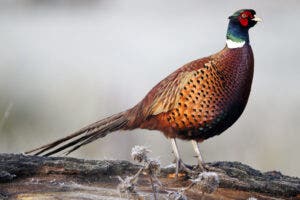 The Five Rings may actually reference five pheasants