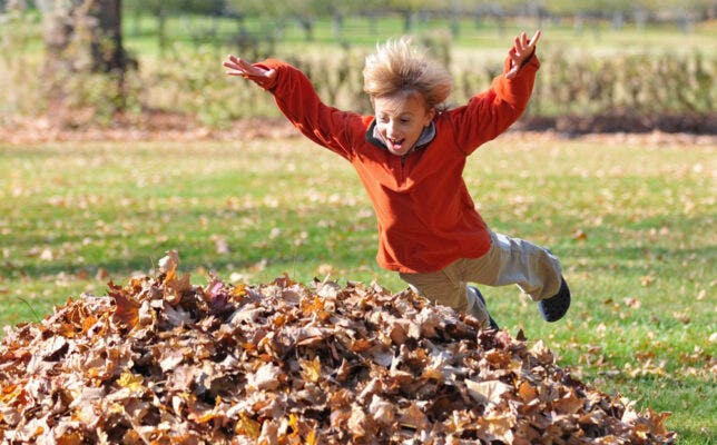 Leaf Blowers: They’re Not Just Important for Lawn Care